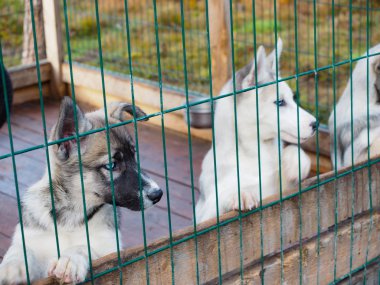 Çiftlikte kızak köpeği Kış için hazırlan