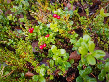 Sonbaharda yaban mersinleri meyve toplamaya hazır..