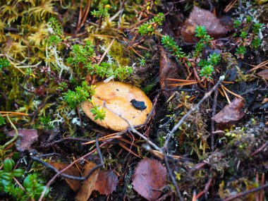 Sonbaharda yaban mersinleri meyve toplamaya hazır..