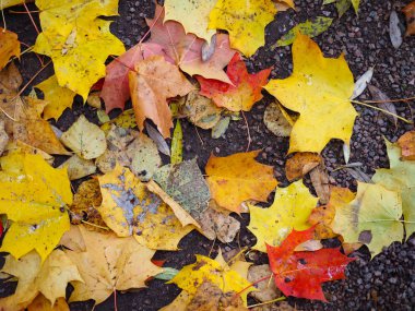 Güzel kış bahçesi Yapraklar renk değiştiriyor