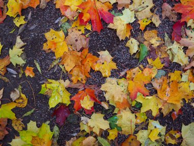 Güzel kış bahçesi Yapraklar renk değiştiriyor