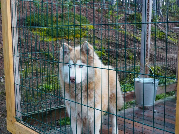 Sled dog on the farm Prepare for winter