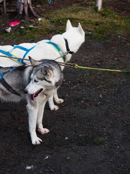 Çiftlikte kızak köpeği Kış için hazırlan — Stok fotoğraf