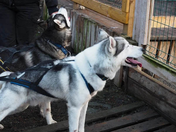 Sled dog on the farm Prepare for winter — Stock Photo, Image