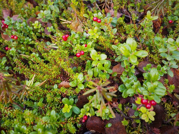 Bayas silvestres en el otoño están listos para recoger la fruta . — Foto de Stock