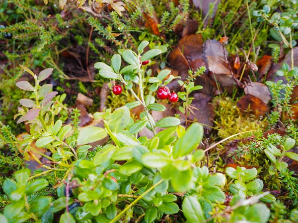 Bayas silvestres en el otoño están listos para recoger la fruta . — Foto de Stock