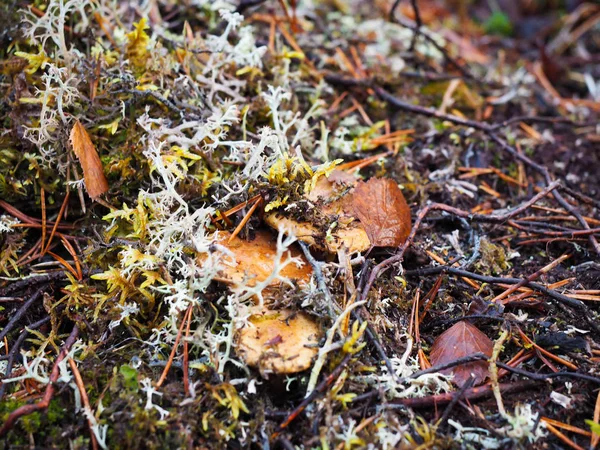 Bayas silvestres en el otoño están listos para recoger la fruta . — Foto de Stock