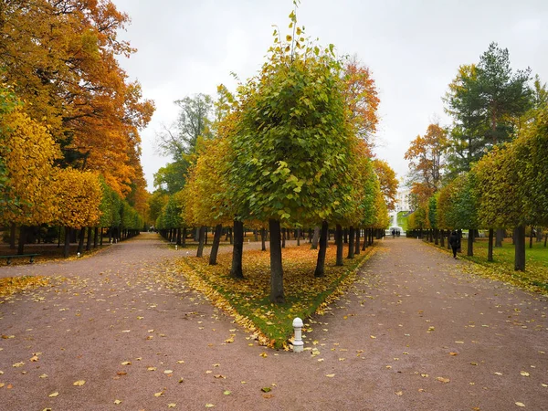 Красивый зимний сад Листья меняют цвет — стоковое фото