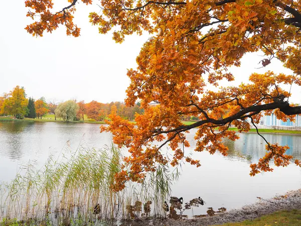 Красивый зимний сад Листья меняют цвет — стоковое фото