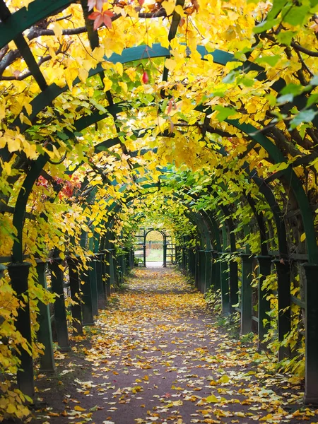 Schöner Wintergarten, die Blätter verfärben sich Stockbild