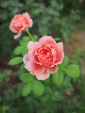 Bahçemdeki güzel güller sabah güneşinde açar..