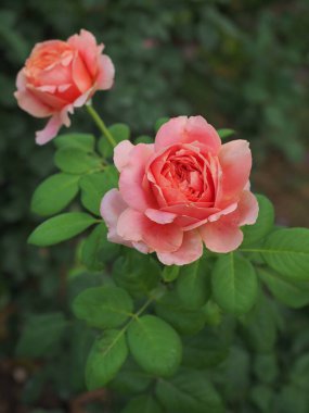 Bahçemdeki güzel güller sabah güneşinde açar..