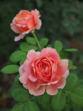 Bahçemdeki güzel güller sabah güneşinde açar..