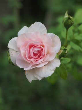 Bahçemdeki güzel güller sabah güneşinde açar..