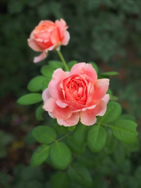Bahçemdeki güzel güller sabah güneşinde açar..
