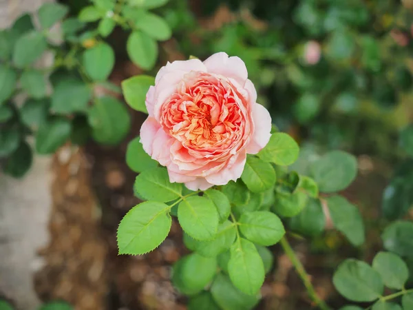ดอกก หลาบท สวยงามในสวนของฉ บานในดวงอาท ตอนเช — ภาพถ่ายสต็อก