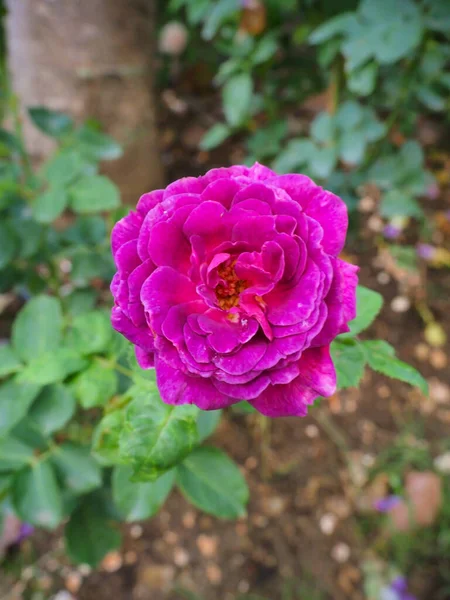 Beautiful Roses Garden Bloom Morning Sun — Stock Photo, Image