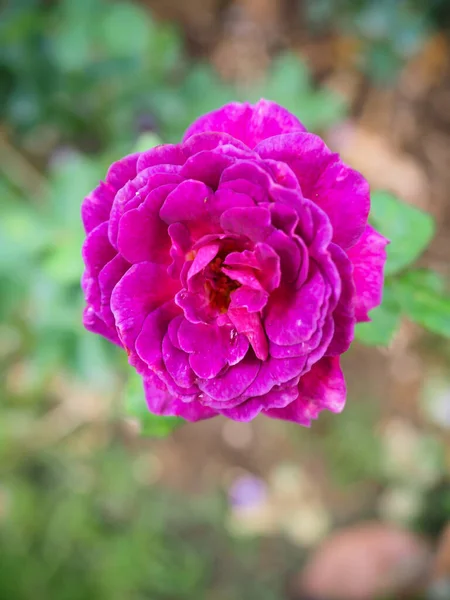 Krásné Růže Zahradě Kvetou Ranním Slunci — Stock fotografie