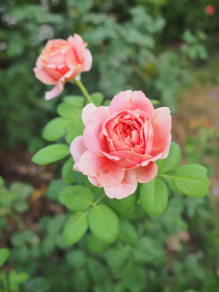 Las Hermosas Rosas Jardín Florecen Bajo Sol Mañana — Foto de Stock