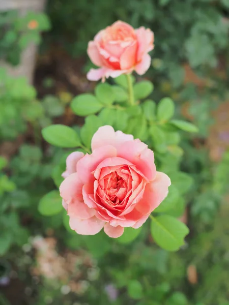 Las Hermosas Rosas Jardín Florecen Bajo Sol Mañana —  Fotos de Stock