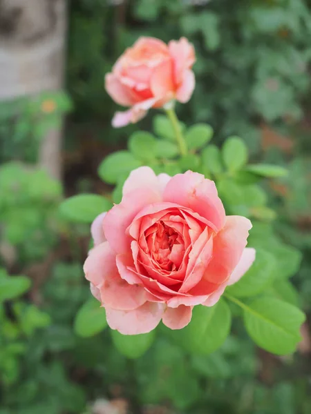 Las Hermosas Rosas Jardín Florecen Bajo Sol Mañana — Foto de Stock