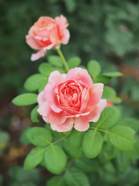 Rosas Bonitas Meu Jardim Florescem Sol Manhã — Fotografia de Stock