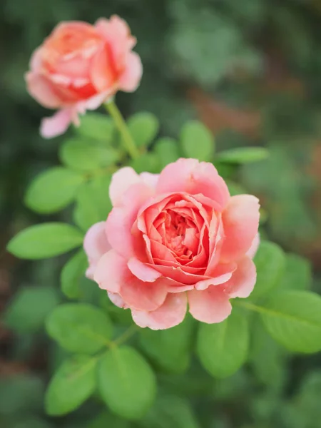 Rosas Bonitas Meu Jardim Florescem Sol Manhã — Fotografia de Stock