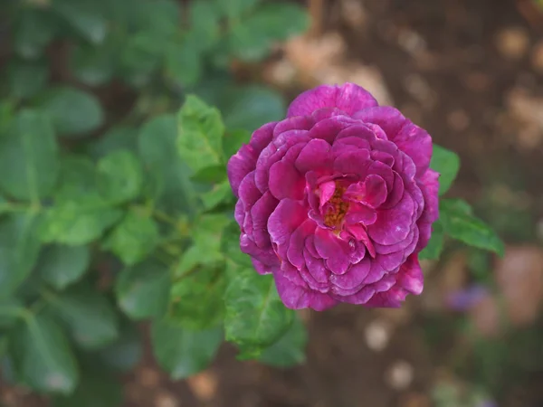 Vackra Rosorna Min Trädgård Blommar Morgonsolen — Stockfoto