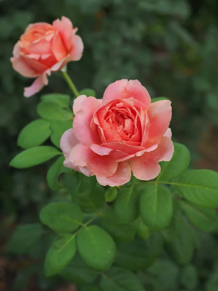 Prachtige Rozen Mijn Tuin Bloeien Ochtendzon — Stockfoto