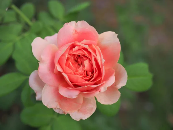 我花园里美丽的玫瑰在晨曦中绽放 — 图库照片