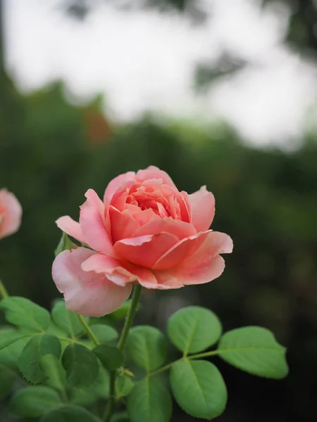 Die Schönen Rosen Meinem Garten Blühen Der Morgensonne lizenzfreie Stockfotos