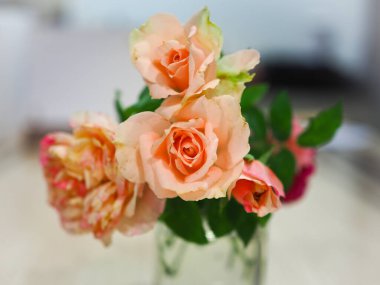 Bahçemdeki güzel güller sabah güneşinde açar..