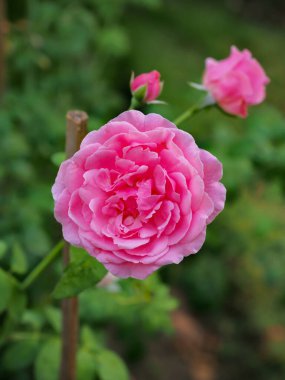 Bahçemdeki güzel güller sabah güneşinde açar..