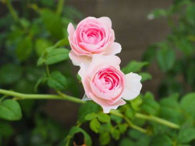 Bahçemdeki güzel güller sabah güneşinde açar..