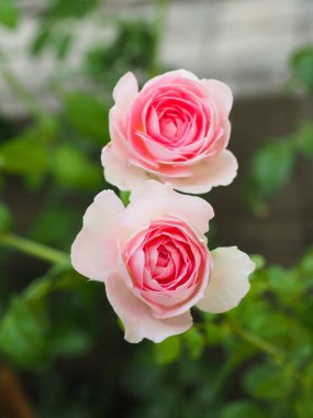 Bahçemdeki güzel güller sabah güneşinde açar..