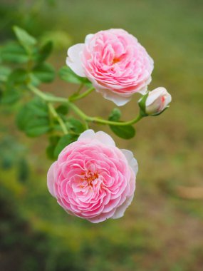 Bahçemdeki güzel güller sabah güneşinde açar..