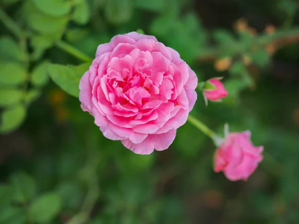 Bahçemdeki Güzel Güller Sabah Güneşinde Açar — Stok fotoğraf