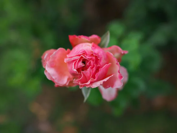Prachtige Rozen Mijn Tuin Bloeien Ochtendzon — Stockfoto