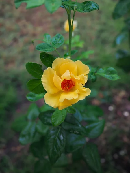 Las Hermosas Rosas Jardín Florecen Bajo Sol Mañana — Foto de Stock