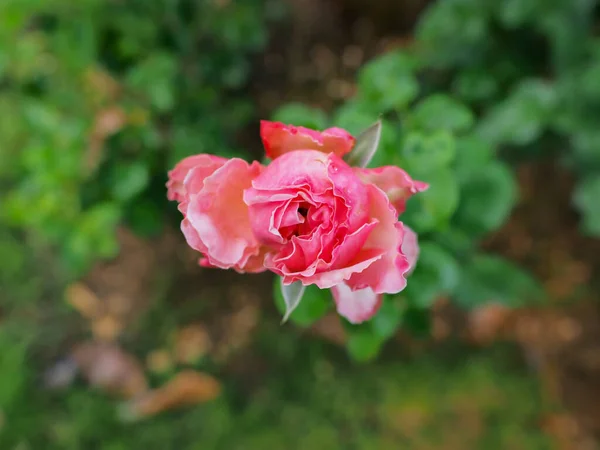 Rosas Bonitas Meu Jardim Florescem Sol Manhã — Fotografia de Stock