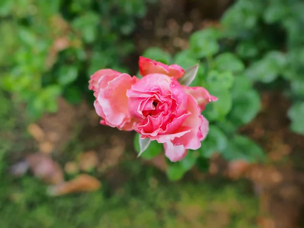 Les Belles Roses Mon Jardin Fleurissent Soleil Matin — Photo
