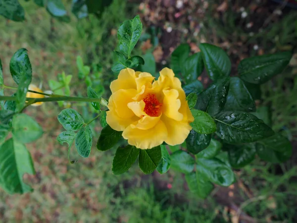 Las Hermosas Rosas Jardín Florecen Bajo Sol Mañana —  Fotos de Stock