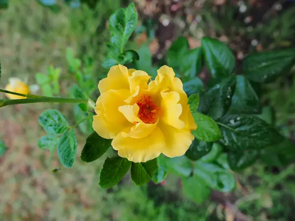 Las Hermosas Rosas Jardín Florecen Bajo Sol Mañana —  Fotos de Stock