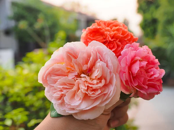Las Hermosas Rosas Jardín Florecen Bajo Sol Mañana — Foto de Stock