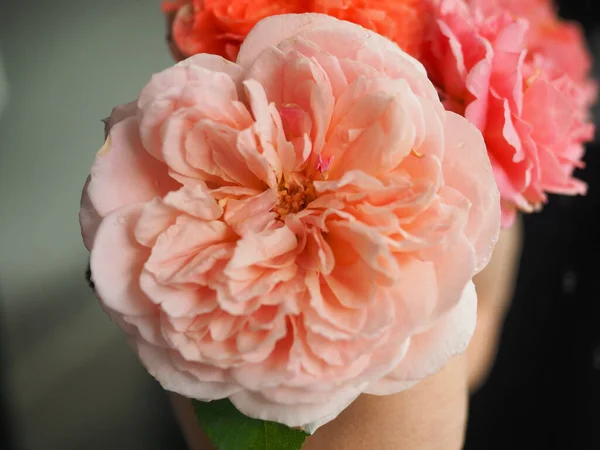 Las Hermosas Rosas Jardín Florecen Bajo Sol Mañana —  Fotos de Stock