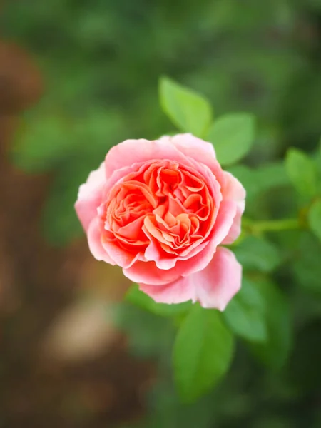 Rosas Bonitas Meu Jardim Florescem Sol Manhã — Fotografia de Stock