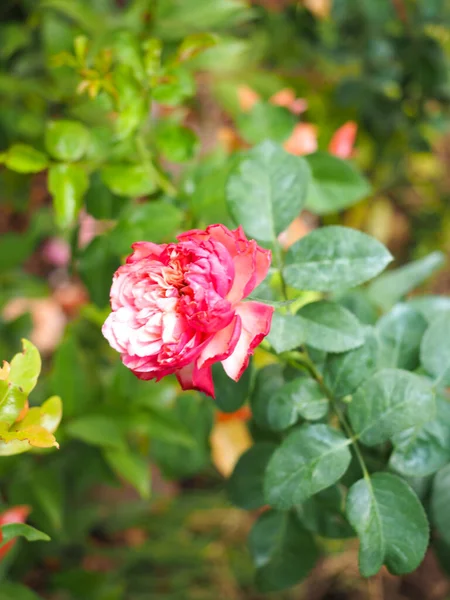 Die Schönen Rosen Meinem Garten Blühen Der Morgensonne — Stockfoto