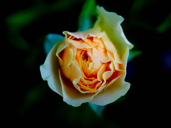 Die Schönen Rosen Meinem Garten Blühen Der Morgensonne Stockbild