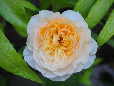 Bahçemdeki güzel güller sabah güneşinde açar..