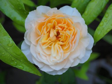 Bahçemdeki güzel güller sabah güneşinde açar..